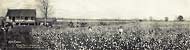 King Cotton. 1907.