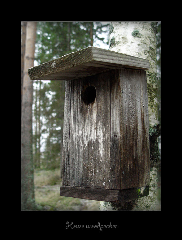 House woodpecker
---------
 (  ,      )