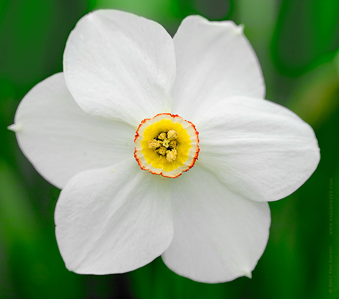 Narcissus