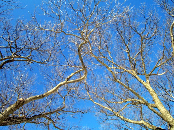 Sky trees
---------
 (  ,      )