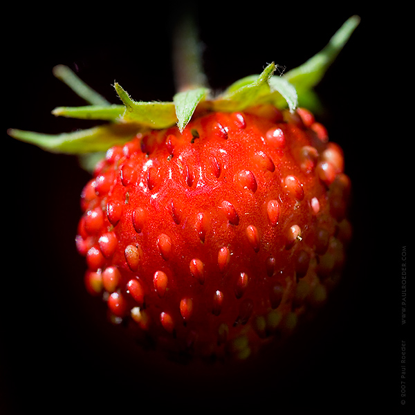 Wild Strawberry